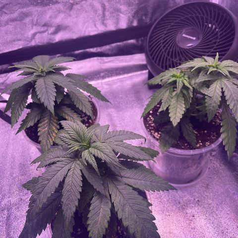 Sweet ZZ growlog timeline photo