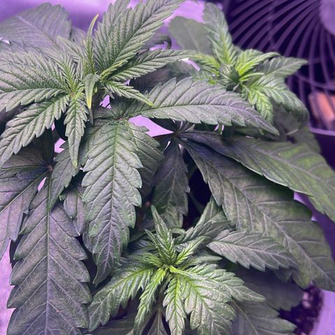 Sweet ZZ growlog timeline photo