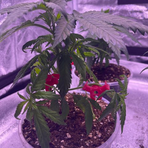 Sweet ZZ growlog timeline photo