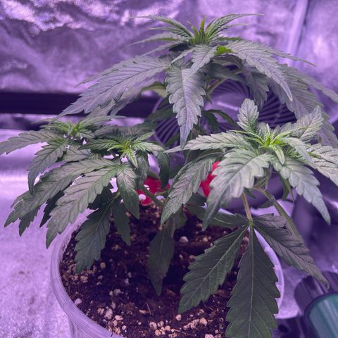 Sweet ZZ growlog timeline photo