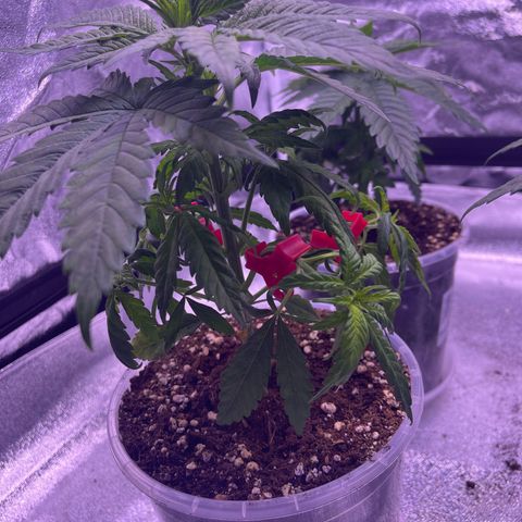 Sweet ZZ growlog timeline photo