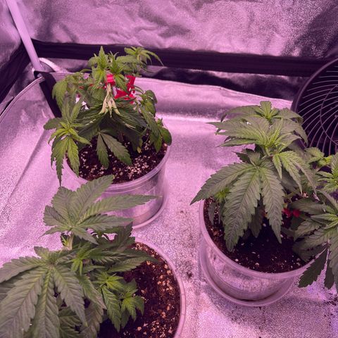 Sweet ZZ growlog timeline photo