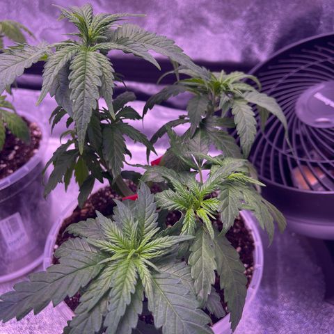 Sweet ZZ growlog timeline photo