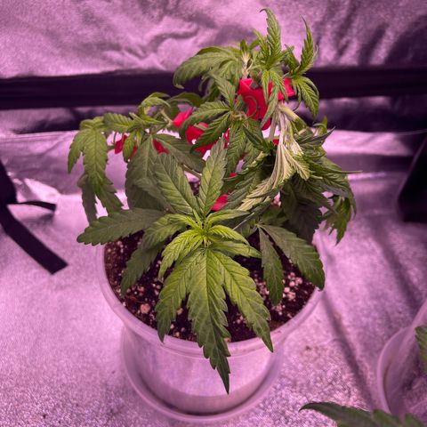 Sweet ZZ growlog timeline photo