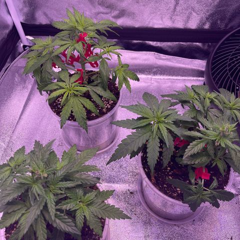 Sweet ZZ growlog timeline photo