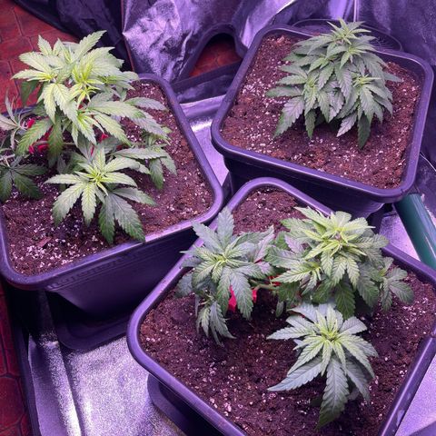Sweet ZZ growlog timeline photo