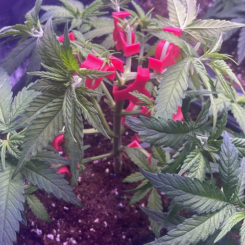Sweet ZZ growlog photo: Das wird ein Monster 