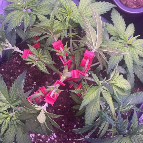 Sweet ZZ growlog photo: Das wird ein Monster 
