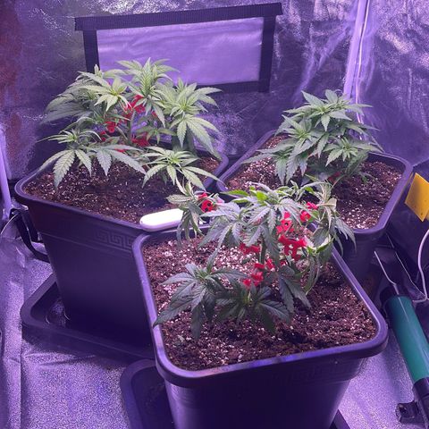 Sweet ZZ growlog timeline photo