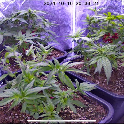 Sweet ZZ growlog timeline photo