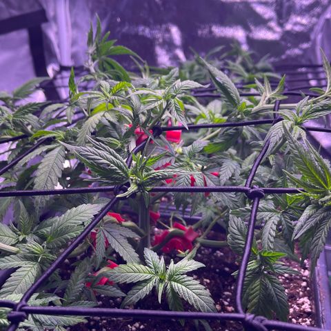 Sweet ZZ growlog timeline photo