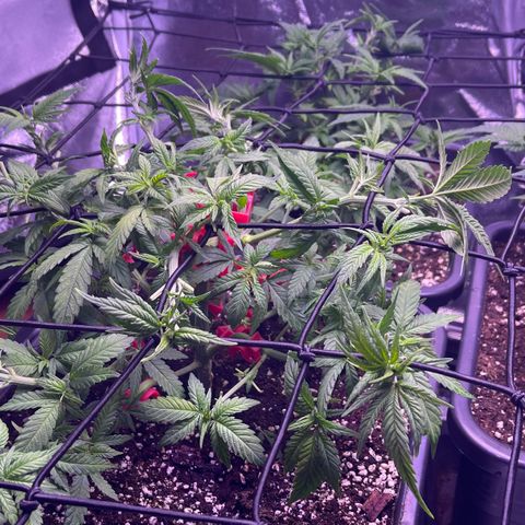 Sweet ZZ growlog timeline photo