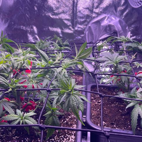 Sweet ZZ growlog timeline photo