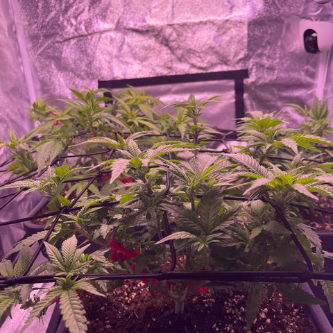 Sweet ZZ growlog timeline photo