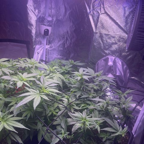 Sweet ZZ growlog timeline photo