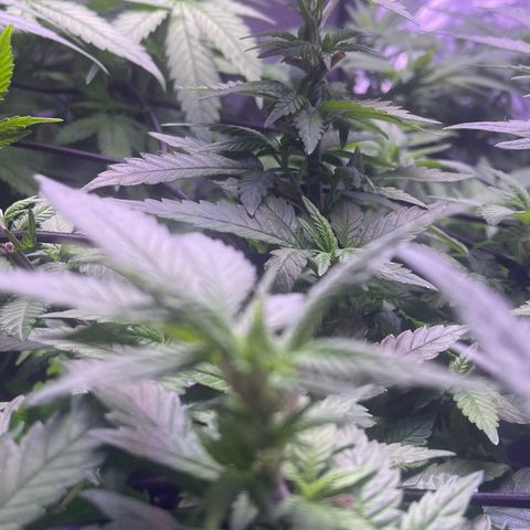 Sweet ZZ growlog timeline photo