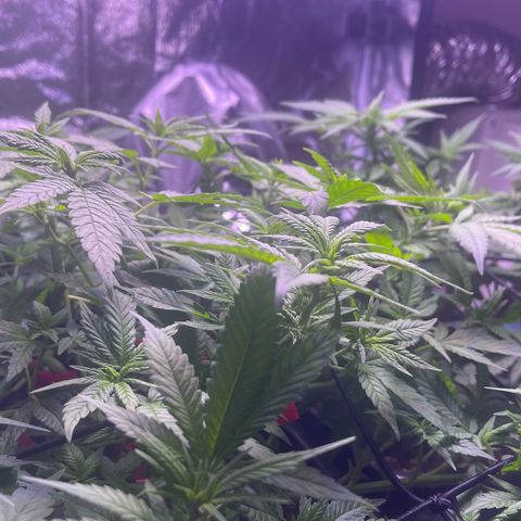 Sweet ZZ growlog timeline photo