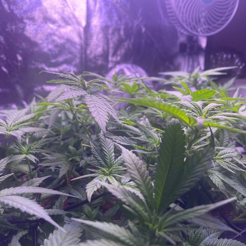Sweet ZZ growlog timeline photo