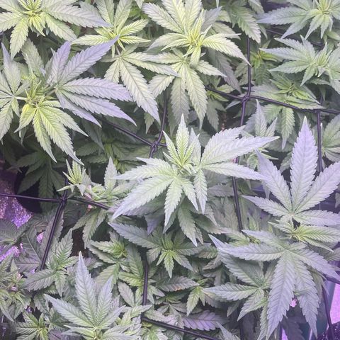Sweet ZZ growlog timeline photo