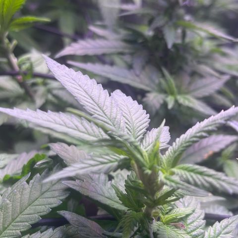 Sweet ZZ growlog timeline photo