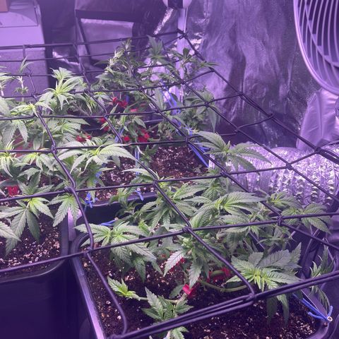 Sweet ZZ growlog timeline photo