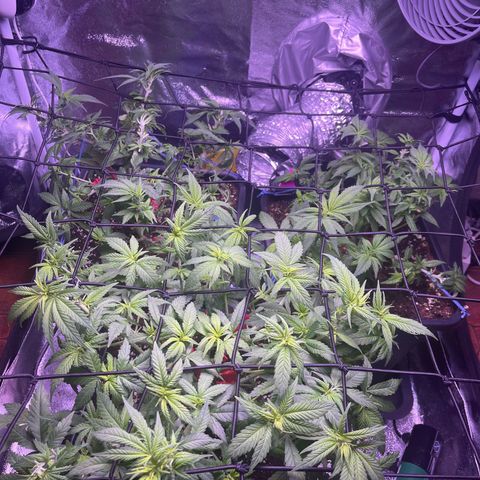 Sweet ZZ growlog timeline photo