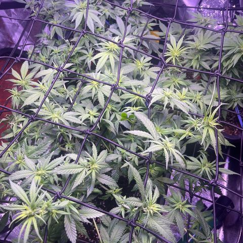 Sweet ZZ growlog timeline photo