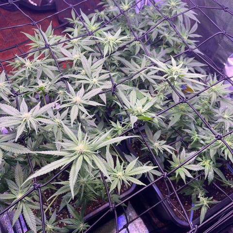 Sweet ZZ growlog timeline photo