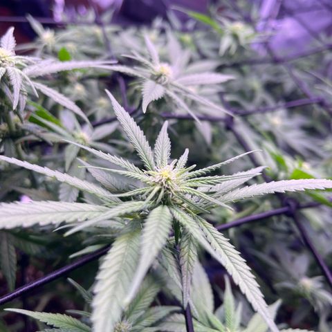 Sweet ZZ growlog timeline photo