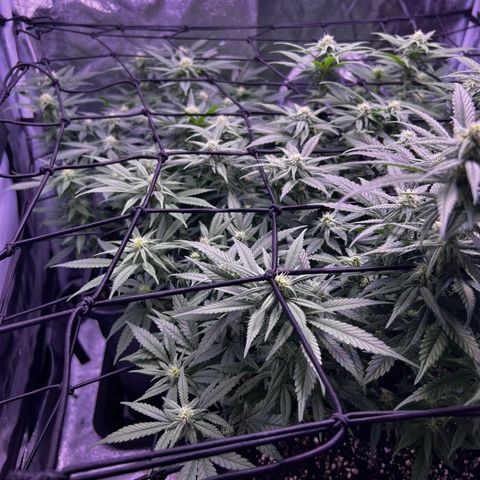 Sweet ZZ growlog timeline photo