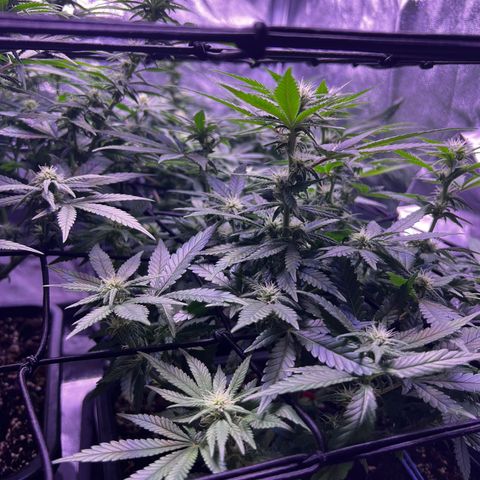 Sweet ZZ growlog timeline photo