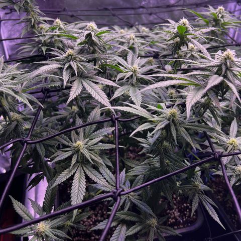 Sweet ZZ growlog timeline photo