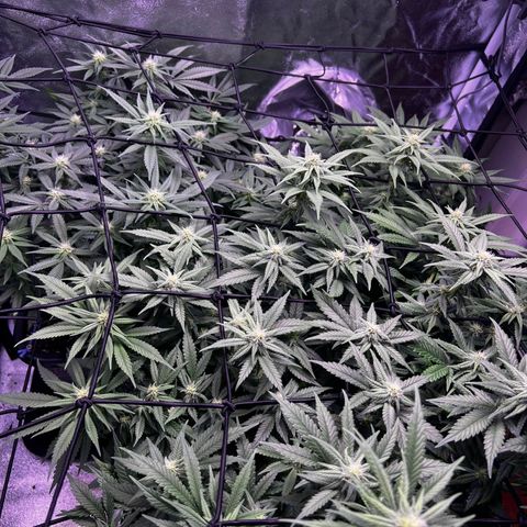 Sweet ZZ growlog timeline photo