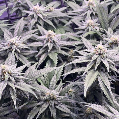 Sweet ZZ growlog timeline photo