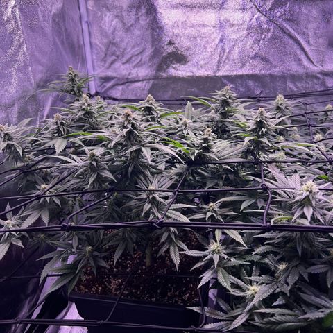 Sweet ZZ growlog timeline photo