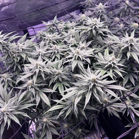 Sweet ZZ growlog timeline photo