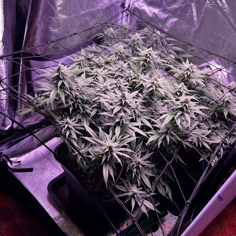 Sweet ZZ growlog timeline photo