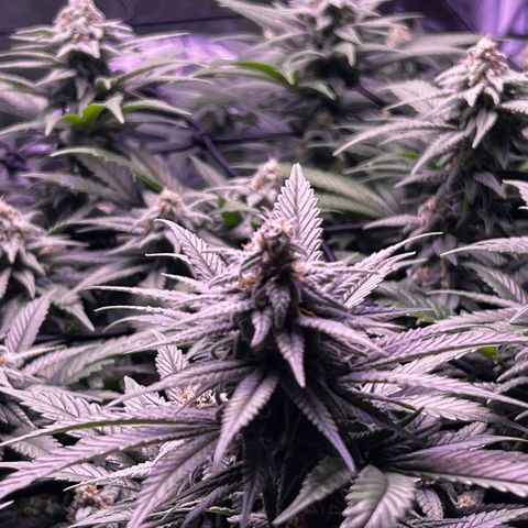 Sweet ZZ growlog timeline photo