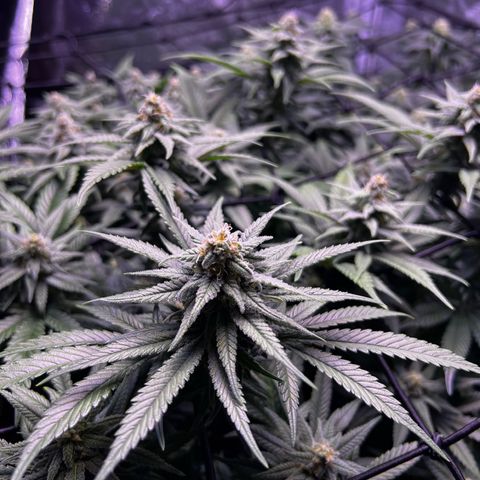 Sweet ZZ growlog timeline photo