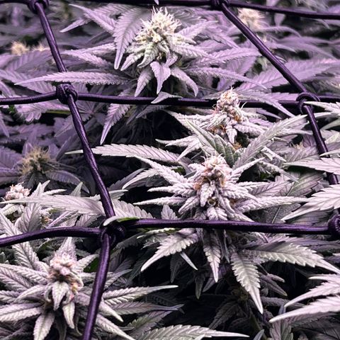Sweet ZZ growlog timeline photo