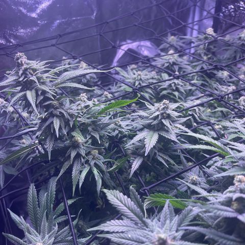 Sweet ZZ growlog timeline photo