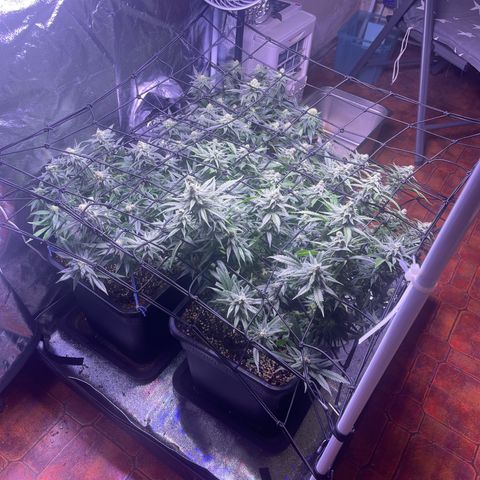 Sweet ZZ growlog timeline photo