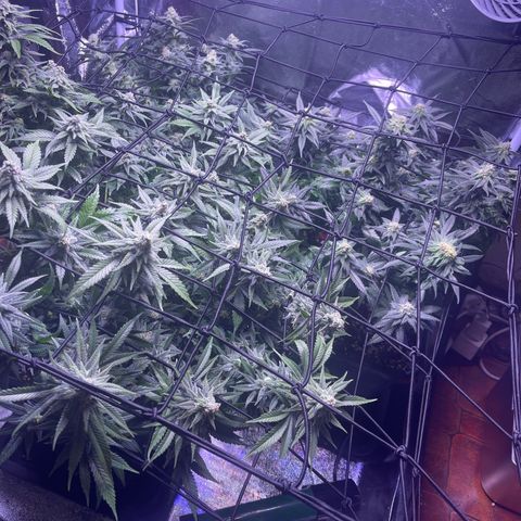 Sweet ZZ growlog timeline photo
