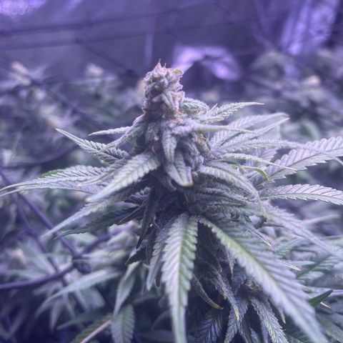 Sweet ZZ growlog timeline photo