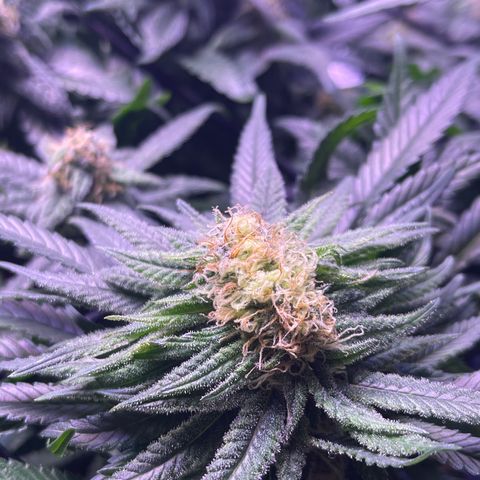 Sweet ZZ growlog timeline photo