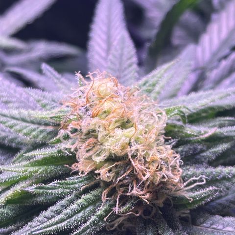 Sweet ZZ growlog timeline photo