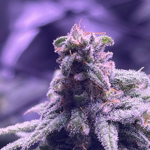 Sweet ZZ growlog timeline photo