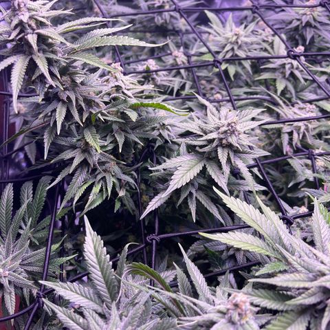 Sweet ZZ growlog timeline photo