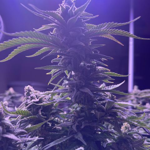 Sweet ZZ growlog timeline photo