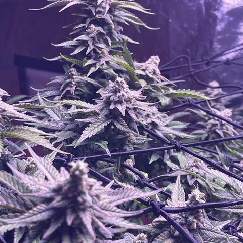 Sweet ZZ growlog timeline photo